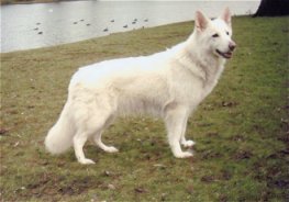 Witte Duitse Herder teef Wolf 3 jaar oud