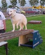 Geen probleem zo'n ladder i.p.v. een kattenloop