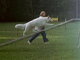 Wolf neemt de kattenloop met gemak