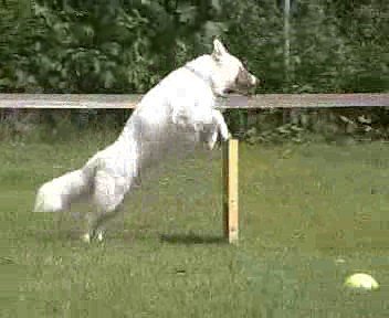 onderlinge wedstrijd 2004 Wolf