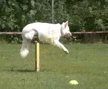 onderlinge wedstrijd 2004 Wolf