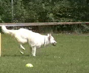 onderlinge wedstrijd 2004 Wolf