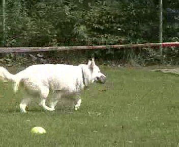 onderlinge wedstrijd 2004 Wolf