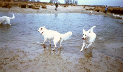 nov.2002 wandeling Drunense Duinen
