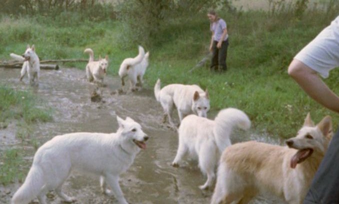 reunie witte duitse herders 2001