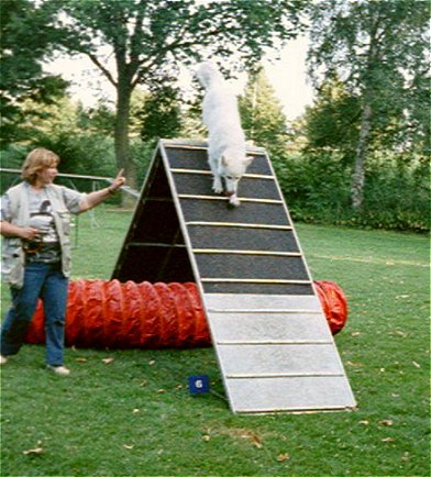 Wolf op de schutting