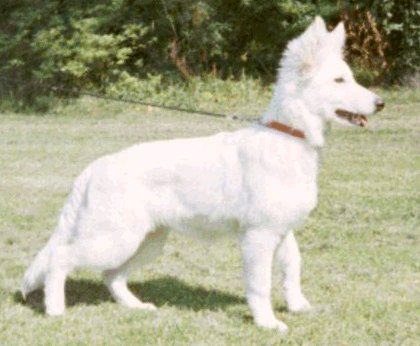 Witte Duitse Herder teef Wolf 5 maanden oud