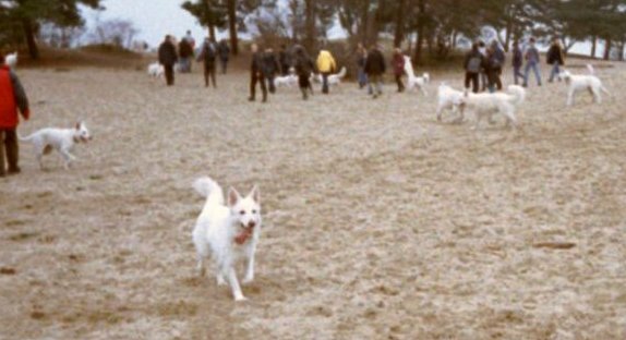 november2002 Drunense Duinen met de Witte Herders (Canadesen +Shiloh)