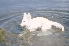 Een echte waterrat